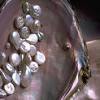 Story image for mikimoto pearl from Al Jazeera America