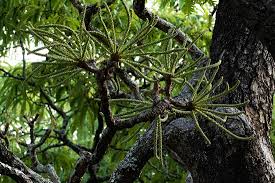 Image result for Cussonia arborea
