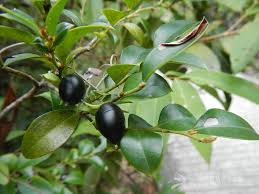 Image result for Diospyros