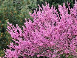 Maybe you would like to learn more about one of these? Planting And Caring For Eastern Redbud Cercis Canadensis Forest Pansy Mygarden Com