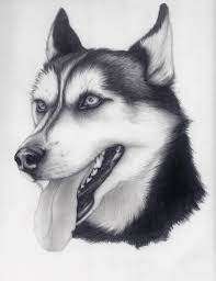 Husky By Alishamarie12 On Deviantart Animal Drawings Husky Drawing Animal Sketches