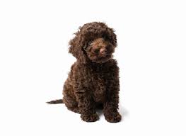They have a gentle nature that makes the miniature labradoodle an ideal family pet. Mini Labradoodle Puppies For Sale Adopt Your Puppy Today Infinity Pups