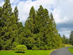 Image result for Cryptomeria japonica