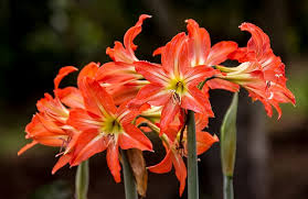 Image result for Hippeastrum sp. cultivars
