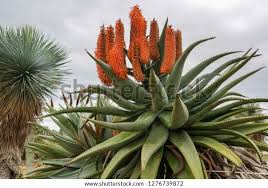 Image result for Aloe excelsa