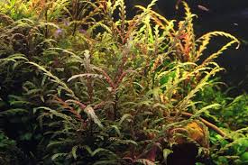 Image result for Hygrophila pobeguinii