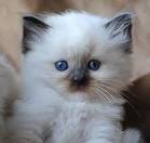 RAGDOLL KITTENS FOR SALE | AngelGirl Ragdolls