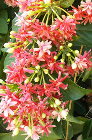 Image result for Combretum indicum