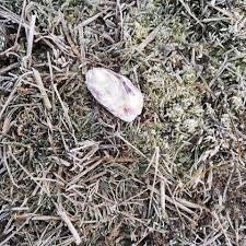 Ibland kan man se bilar med länsstyrelsemärke på rulla långsamt längs med småvägar över hela länet. Ett Nagot Markligt Fynd I Hjort Hagen Bottnansmala Gard Facebook