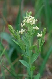 Image result for Urochloa umbellata