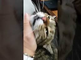 Markask Komik Sevimli Miskin Kedi Sirac In Yerimde Gozu Var Youtube Kedi Komik Hayvan