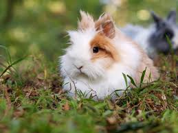 J'adore les animaux et les garder me fais toujours plaisir ! Cherche Personne Qui Garde Animaux