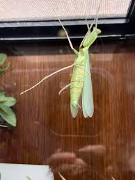 Image result for Elymandra grallata