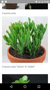 Pin By Km Barrios Q On Orchids Suculent Low Light Succulents Succulents Crassula Ovata
