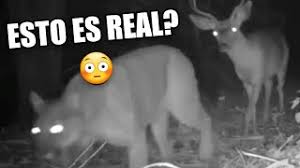 How to enter all star tower defense codes. Los Mejores Video Memes Random De Internet 15 Si Te Ries Pierdes Resubido Monkey Viral