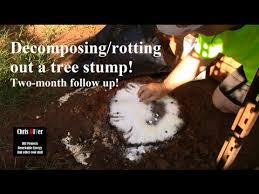 Pack the holes with rock salt. How To Killing Removing Rotting Out Tree Stumps Naturally W Epsom Salt Two Month Follow Up Youtube