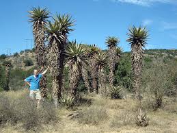 Image result for Aloe cameronii × greatheadii