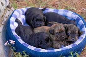 On the street of baur boulevard and street number is 10521. Pets For Adoption At All New Hope Animal Rescue In St Louis Mo Petfinder