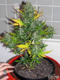 A quality section of seeds includes the super skunk, white widow, big bud, and lowryder. Lowryder Diesel Ryder Autoflowering Marijuana Seeds