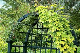 Flower heads are about 8 inches wide. Perennial Picks That Make Quick Climbers This Old House