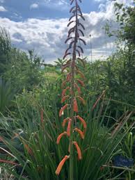 Image result for Kniphofia thomsonii