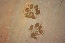 / plötzlich vermischt sich julias leben mit der fernsehserie. Kostenlose Foto Sand Holz Weg Textur Stock Fussabdruck Hund Tier Mauer Haustier Muster Drucken Fuss Boden Zwei Material Kreis Hintergrund Pfote Kennzeichen Gestalten Gips Bodenbelag 3456x2304 1153435 Kostenlose Bilder Pxhere