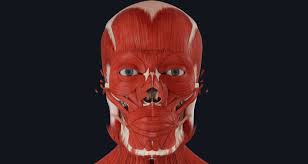 Face, front part of the head that, in vertebrates, houses the sense organs of vision and smell as well as the mouth and jaws. The Muscles Of Facial Expression Complete Anatomy