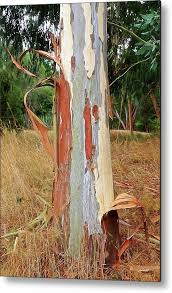 The rainbow eucalyptus is an unusual tree with a beautiful trunk. Colorful Eucalyptus Tree Bark 3 Metal Print By Gill Billington