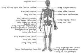 Check spelling or type a new query. Gambar Rangka Manusia Dan Keterangannya Brainly Co Id