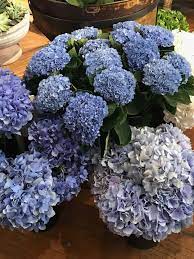 We did not find results for: Flowers On Chestnut The French Tangerine
