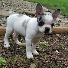 Maybe you would like to learn more about one of these? Frenchie Boston Terrier Mix Puppies