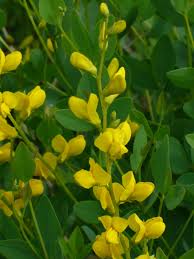 Image result for Crotalaria sphaerocarpa
