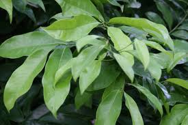 Image result for Artabotrys hexapetalus