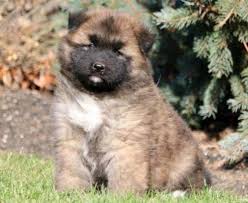 Akita Mix Puppies For Sale Puppy Adoption Keystone Puppies