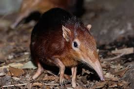 The Grey Faced Sengi Rhynchocyon Udzungwensis Is A Newly Discovered Species Of Elephant Shrew From Tanzania The Species Is Mammals Elephant Shrew Animals