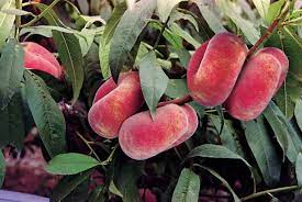 9 peach tree bonsai care tips. How To Grow Prune And Fertilize Peach Trees Hgtv