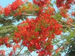 Không chỉ là một thành phố cảng công nghiệp, hải phòng. Háº£i Phong Láº§n Ä'áº§u Tá» Chá»©c Lá» Há»i Hoa PhÆ°á»£ng Ä'á»