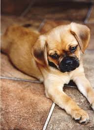 Black And Tan Pugalier About Pugaliers Cavalier King Charles Dog Pug Mix Pugalier