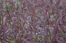 Image result for Andropogon