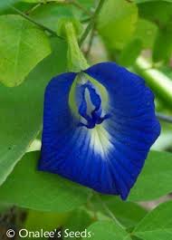 Butterfly Pea Vine Seeds Rich Royal Blue Clitoria Ternatea Bunga Telang Butterfly Pea Planting Bulbs Butterfly Pea Flower