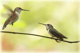 30 jahre kolibris sprechen für sich. Hummingbirds Kolibris Picture Of Bella Coola Valley Visitor Information Booth Tripadvisor