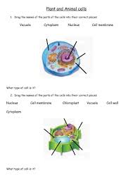 Notice that plant cells are different from animal cells even if they both have the same basic structure. Plant And Animal Cells Interactive Worksheet