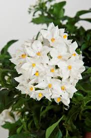 Vendita online pianta eugenia,una sempreverde dal fogliame molto decorativo e fiori profumati. Pin Su Giardino