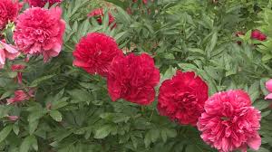 How many bunches of peonies do you have? Peony Society To Hold Garden Tours Next 2 Saturdays Newscentermaine Com