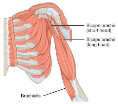 If you know the logic of how a muscle name was derived, it often makes it easier to remember that muscle's name and location. Biceps Wikipedia