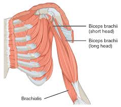 The muscles of the upper arm are responsible for the flexion and extension of the forearm at the elbow joint. Biceps Wikipedia