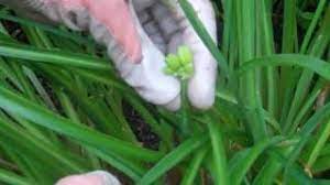 Maybe you would like to learn more about one of these? Perennials How To Deadhead A Daylily