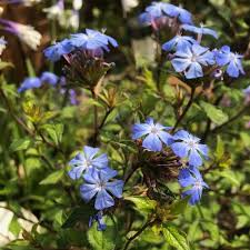 Image result for Ceratostigma willmottianum