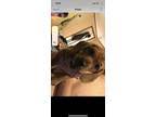 The dachshund, or wiener dog, is a lively, clever, & courageous dog that is generally good with children. Dachshunds For Sale In Memphis Dogs On Oodle Classifieds