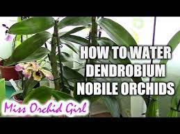 How To Water Dendrobium Nobile Orchids Tips For Healthy Orchids Dendrobium Nobile Dendrobium Orchids Care Orchids